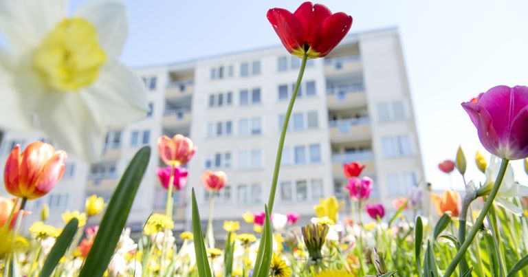 Tulpaner framför hus