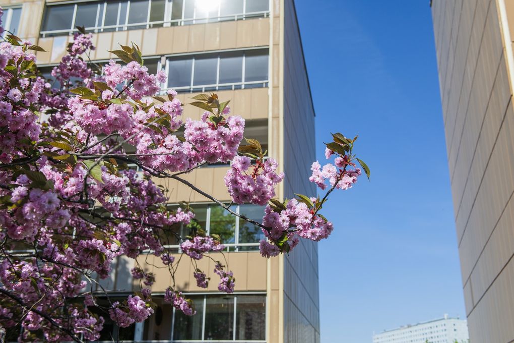 Rosa blommor i ett träd framför ett gult lägenhetshus.