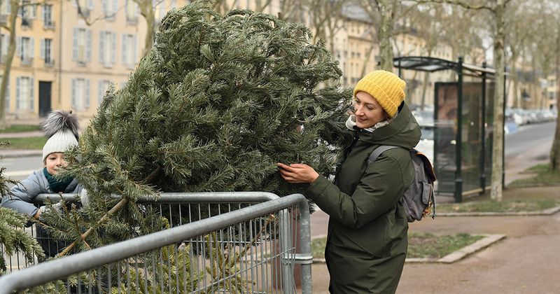 Återvinning av julgranen