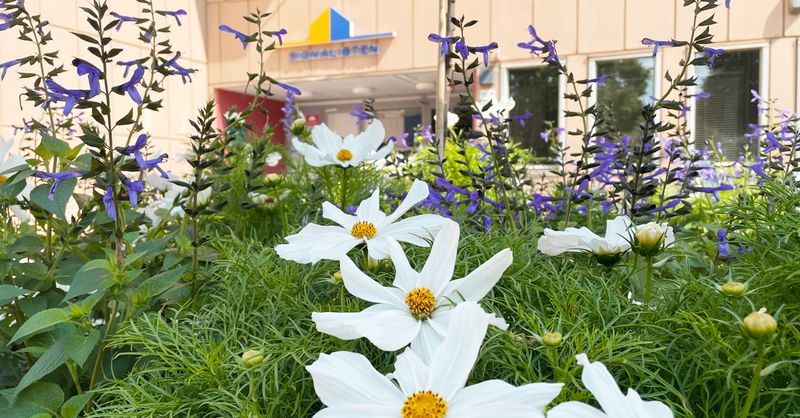 Vita blommor visar vägen i grönskan fram till ett hus med en företagslogga på i gult och blått.