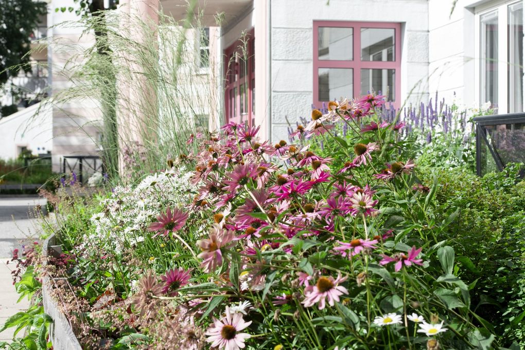 Rosa blommor vid ett vitt hus med rosa fönsterkarmar.