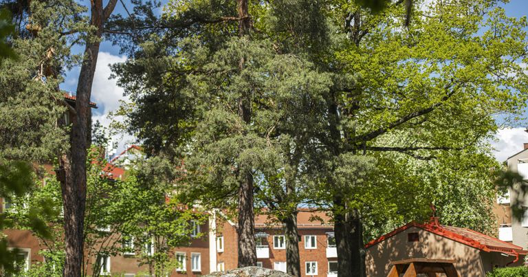 Träd i vårt område